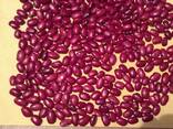 Wholesale beans produced in Kyrgyzstan - фото 3