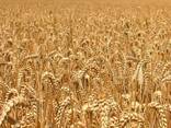 Food wheat (consumption) - photo 2