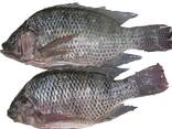 Frozen Black Tilapia Fish - foto 1