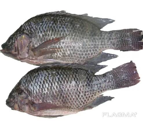Frozen Black Tilapia Fish