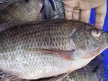 Frozen Black Tilapia Fish - foto 1
