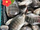 Frozen Black Tilapia Fish - foto 2