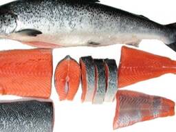 Frozen Salmon Fillet Fish WhatsApp 4721569945