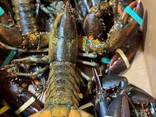 Lobsters - foto 1