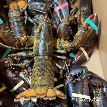Lobsters