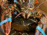 Lobsters - foto 3