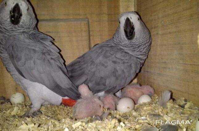 Parrot eggs and parrot