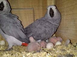 Parrot eggs and parrot