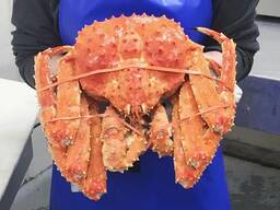 Red King Crab
